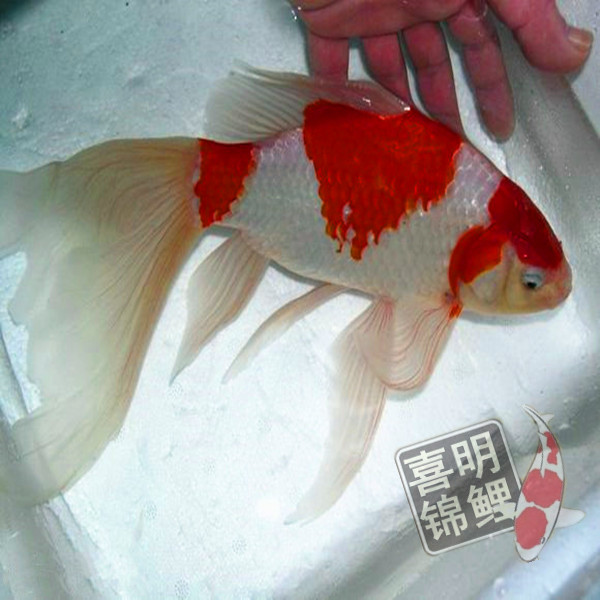 红白草金鱼批发 