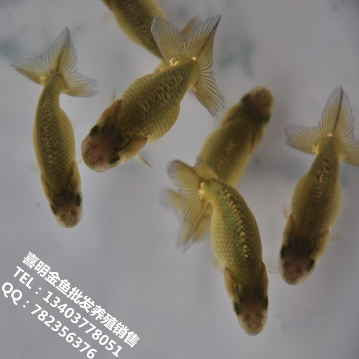 金鱼水花/2015年金鱼水花苗批发 