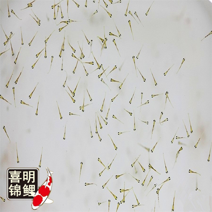 锦鲤水花价格-锦鲤水花怎么养? 