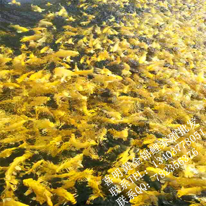 黄金锦鲤批发 黄金锦鲤批发销售价格 