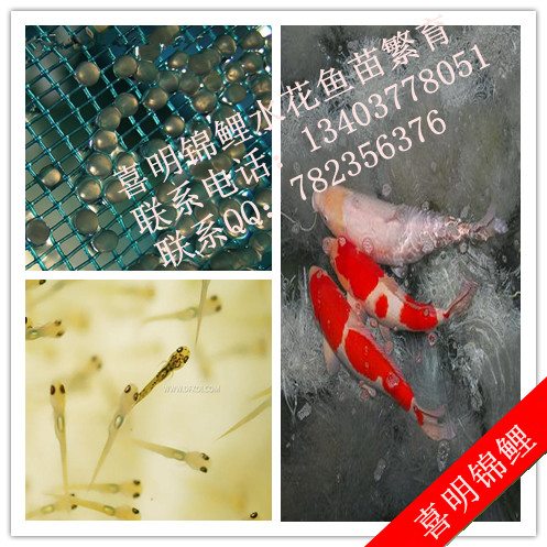 2014年锦鲤水花批发预订 