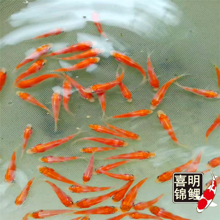 红白、大正锦鲤水花销售，每万尾300元 