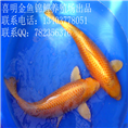 黄金锦鲤/黄金日本锦鲤鱼批发|黄金锦鲤鱼价格 