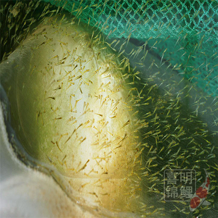 锦鲤小水花小鱼苗养殖繁育 