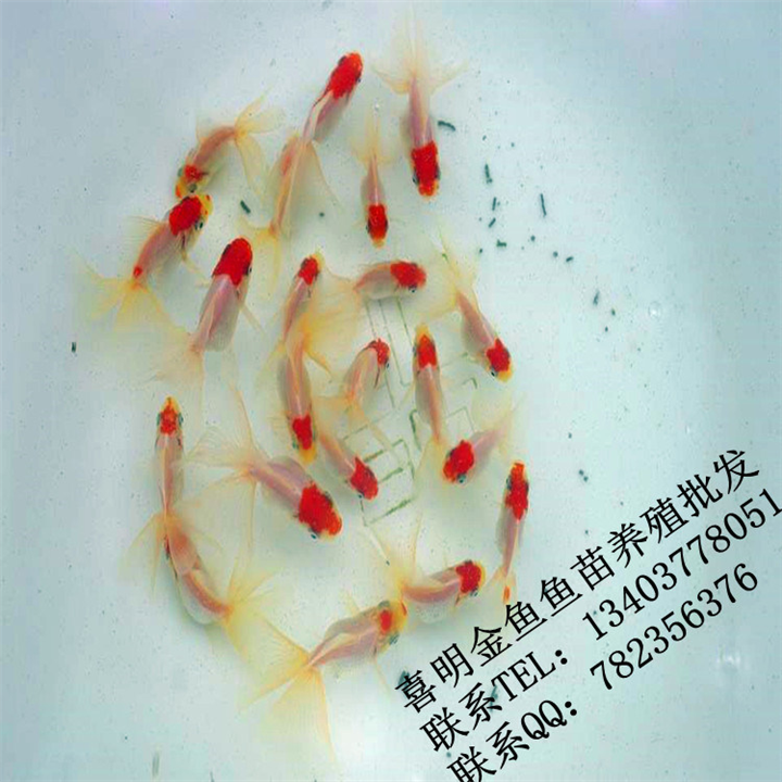鹤顶红金鱼鱼苗 