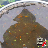 锦鲤水花在每年几月份购买 