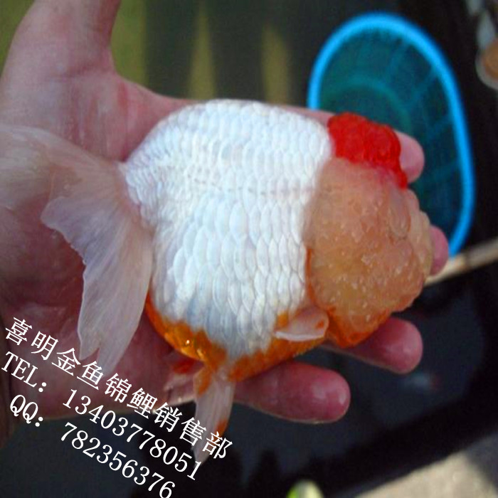 虎头金鱼/虎头金鱼批发/河南金鱼批发价格 