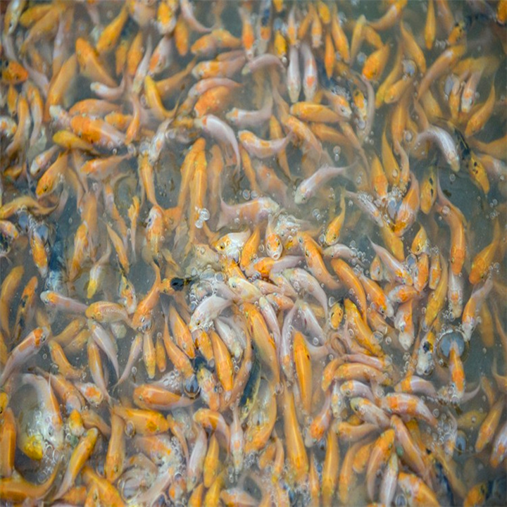 锦鲤夏花 锦鲤夏花批发 锦鲤夏花养殖喂养 