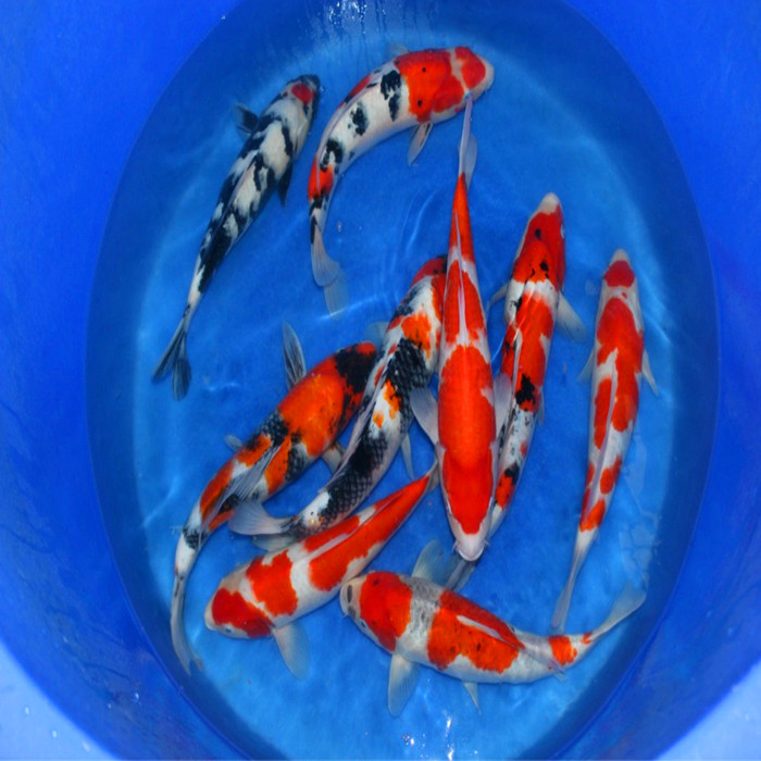 观赏鱼锦鲤批发 