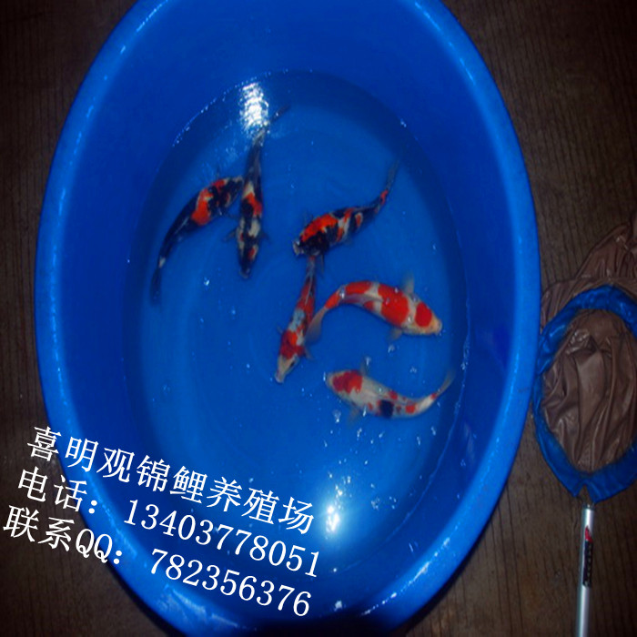 湖北锦鲤经销批发 
