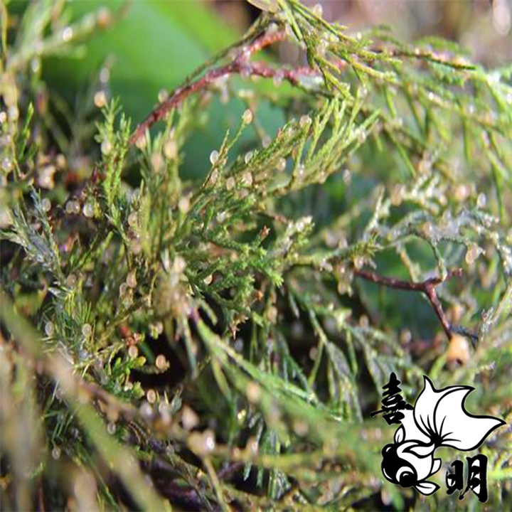 2019年金鱼水花鱼苗供应 