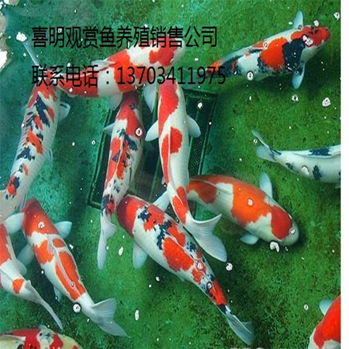精品锦鲤 优质精品锦鲤批发 