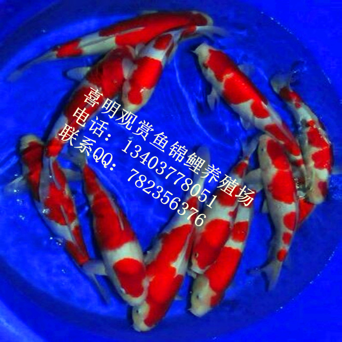 红白锦鲤40公分|河南红白锦鲤|红白锦鲤价格 