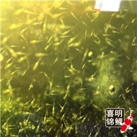 2022年锦鲤鱼苗水花预定中