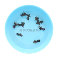 黑龙睛蝶尾金鱼鱼苗 蝶尾金鱼批发 