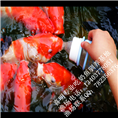 奶壶喂锦鲤/奶壶喂养驯养锦鲤 
