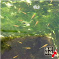 日本锦鲤水花—2016年锦鲤水花鱼苗批发 