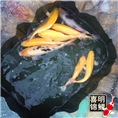 摆地摊卖金鱼锦鲤 