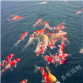 广东锦鲤养殖场精品锦鲤批发供应 