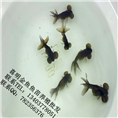 水泡金鱼鱼苗 