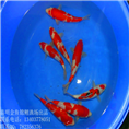 上海锦鲤养殖场大量批发日本锦鲤 