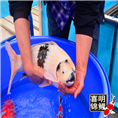 水墨白写锦鲤批发 