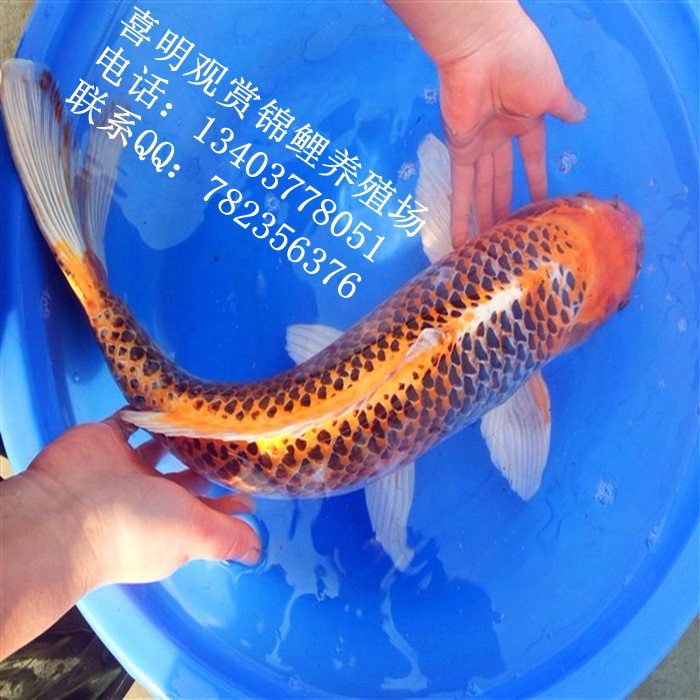 龙凤锦鲤批发/龙凤锦鲤价格/龙凤锦鲤养殖 