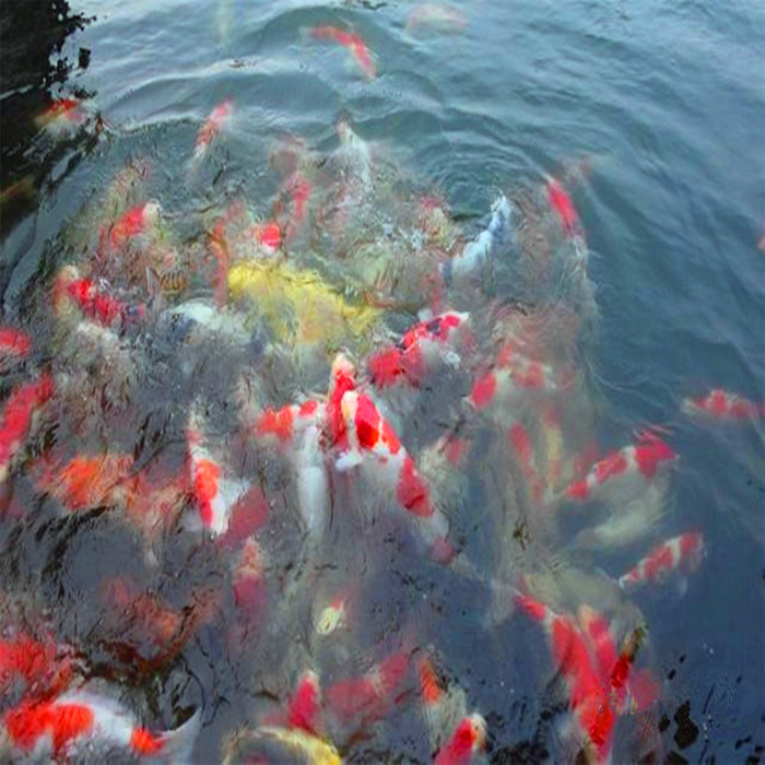 锦鲤养殖场锦鲤 