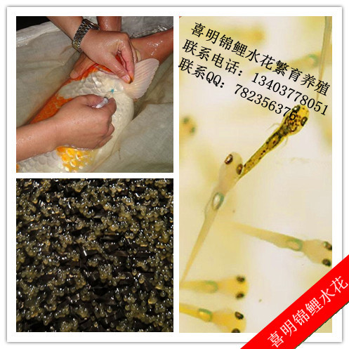 锦鲤水花批发 