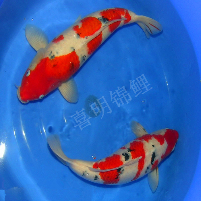 吃奶鱼 心愿鱼 会吃奶嘴的鱼 
