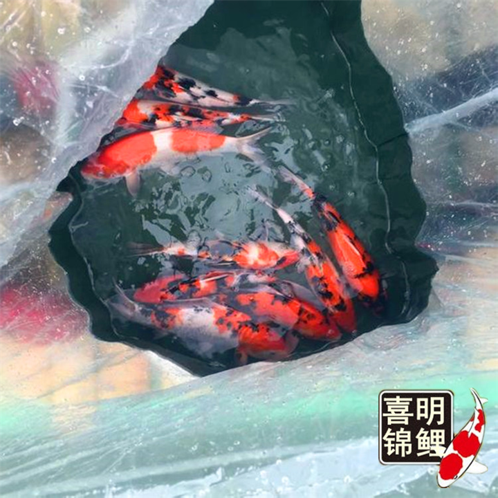 山东锦鲤养殖场大量批发锦鲤 
