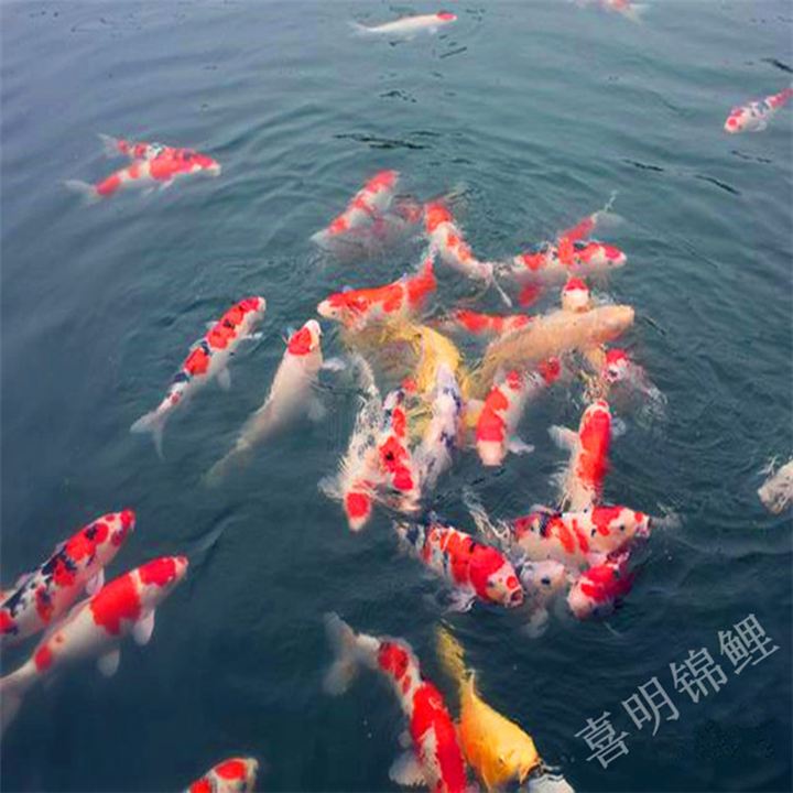 河南锦鲤养殖场|河南锦鲤价格|河南锦鲤 