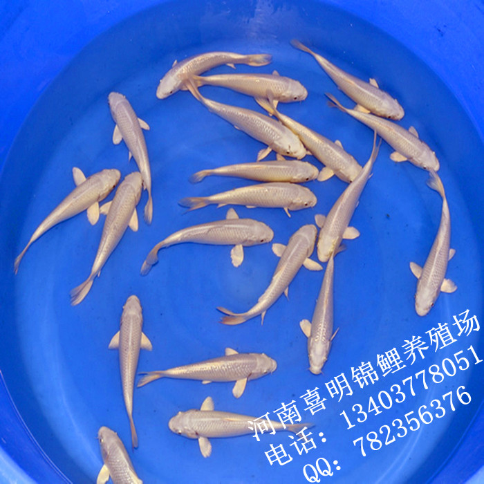 白金 白金银鳞锦鲤 白金日本锦鲤 