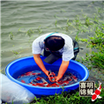 放养锦鲤鱼,放养锦鲤密度 