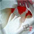 红白草金鱼批发 