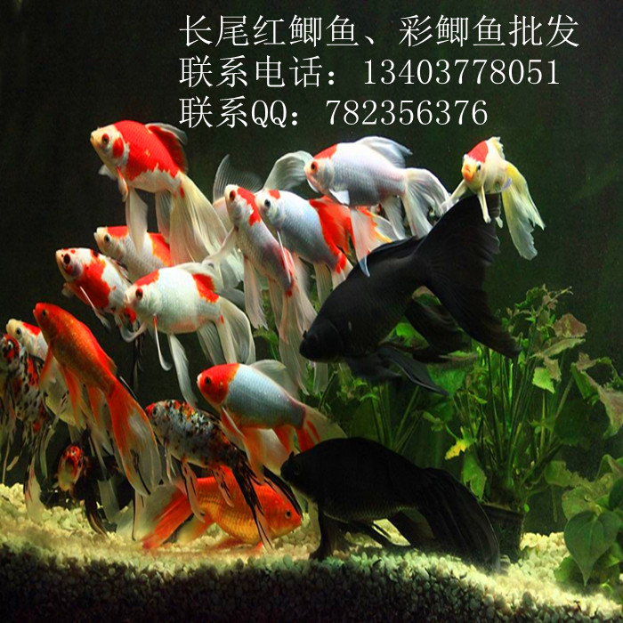 观赏鲫鱼 观赏鲫鱼批发价格 