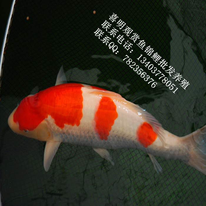 单尾红白锦鲤 