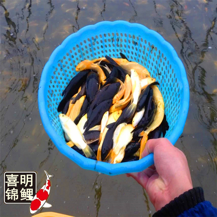 小黑黄锦鲤大量批发 