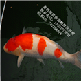 单尾红白锦鲤 