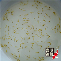 2018锦鲤水花开始预定-——观赏鱼苗种价格 