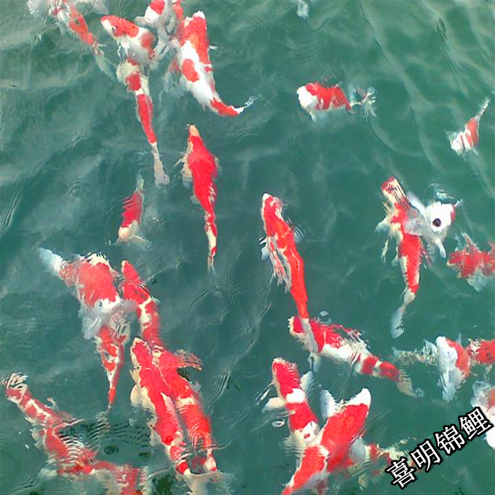湖北地区锦鲤批发、陕西锦鲤养殖场 