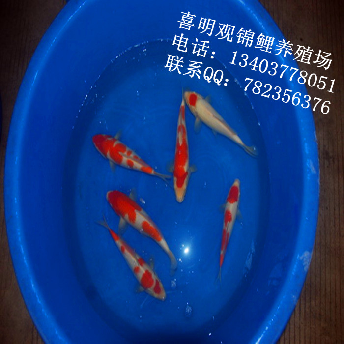 湖南锦鲤养殖基地/湖南锦鲤养殖场 