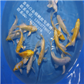 龙飞凤舞锦鲤/长须龙凤锦鲤 