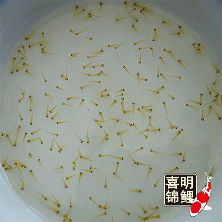 2018锦鲤水花开始预定-——观赏鱼苗种价格 
