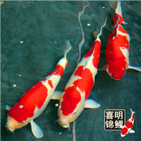 红白锦鲤批发/红白锦鲤种鱼 