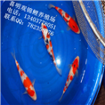 红白锦鲤/红白锦鲤批发/红白锦鲤价格 