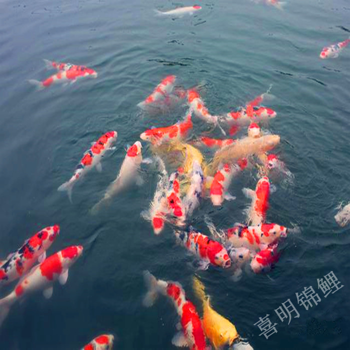 广东锦鲤养殖场精品锦鲤批发供应 