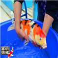 大正三色锦鲤批发 精品三色锦鲤 