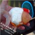 虎头金鱼/虎头金鱼批发/河南金鱼批发价格 