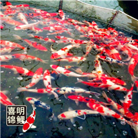 广场吃奶鱼锦鲤鱼池景观设计 